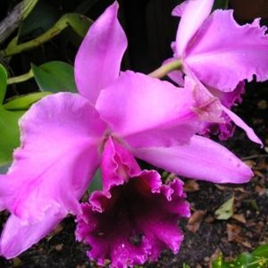 Meet your Posher, Orquídea
